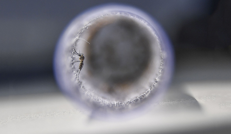 25-Aedes-aegypti