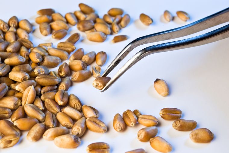21-The-wheat-puzzle-2