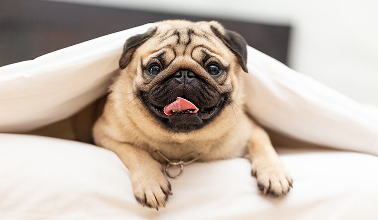 18-Cruelty-for-cuteness-new