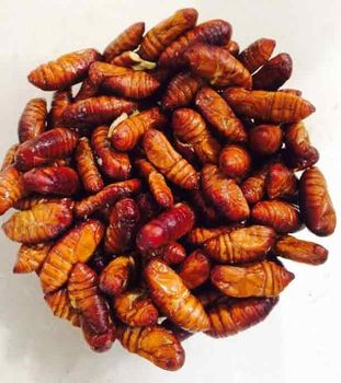 93silkwormpupae