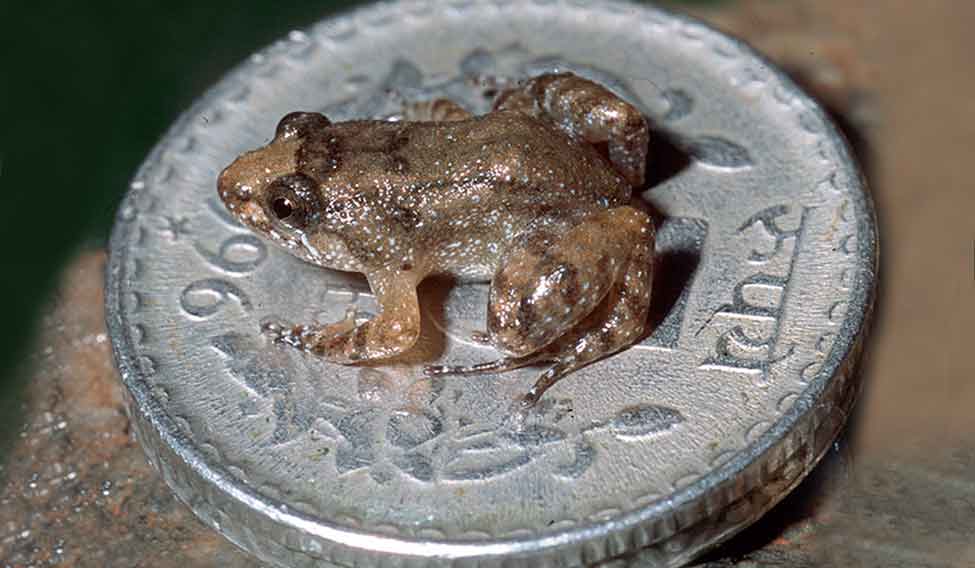 75thesmallestIndianfrog