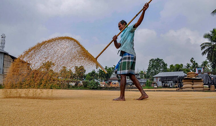 Bitter harvest: A farmer in Agartala, Tripura, winnows paddy grains. Bumper harvest has been one of the reasons behind the crash in prices | PTI