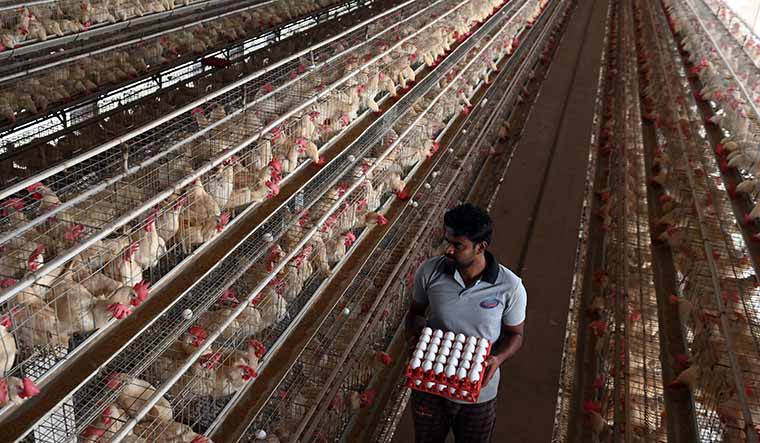 78-A-poultry-farm-at-Kurumbapatti-Namakkal