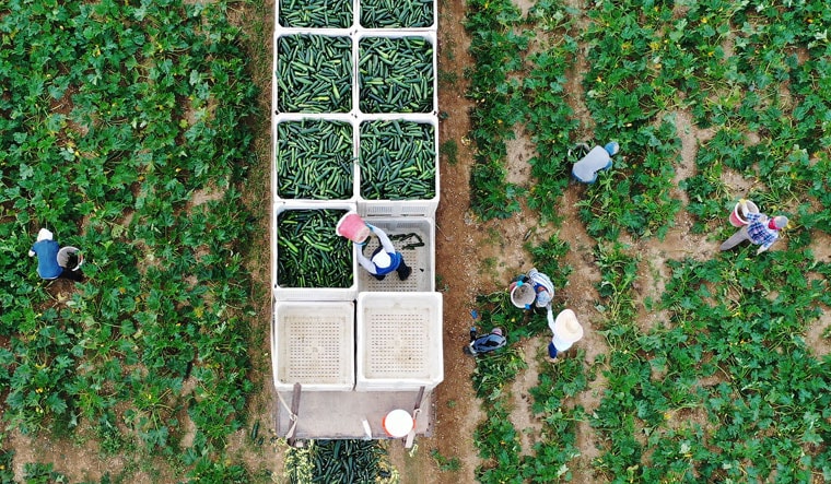 Squash season: An aerial drone view of farm workers on the Sam Accursio & Son's Farm in Florida, as they fill up bins in the back of a truck with zucchini | Getty Images