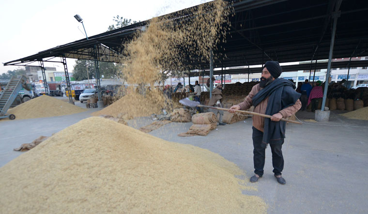 Grain and pulse: Bharpur Singh, a farmer from Jatana Ucha village, removes the dirt from rice before an auction at the mandi in Khanna. He is waiting to join the protest in Delhi 