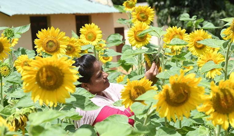 Hot job: Anitha k.v., an agronomist from bengaluru | Bhanu Prakash Chandra