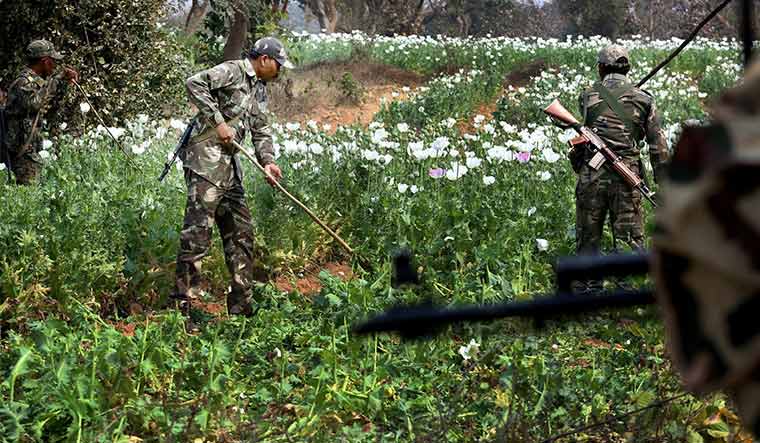 Bitter harvest: CRPF and Jharkhand Armed Police destroy cultivation of poppy in Jharkhand | PTI