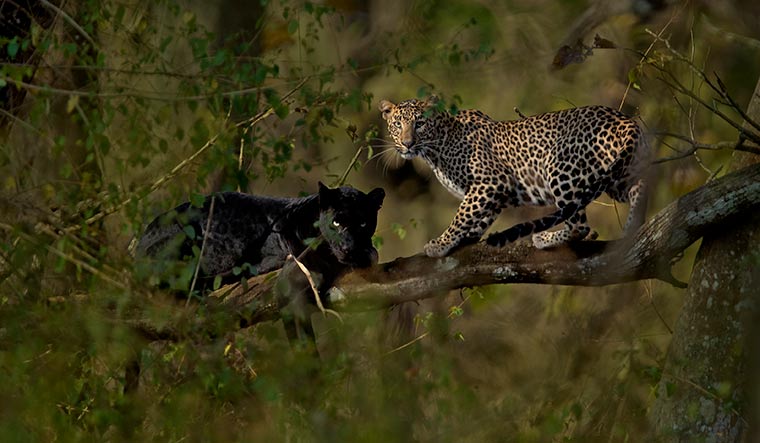 36-Black-leopard-Saya