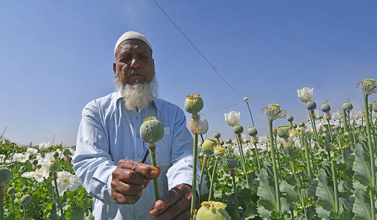 Sea of poppies: Kasam Ajmeri in his poppy field in Panmodi village of Rajasthan, where he harvests opium legally | Imaging: Deni Lal & Rajesh A.S.