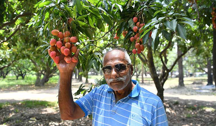 Not so sweet: Ravinder Ahluwalia, a litchi farmer, at his farm | Arvind Jain