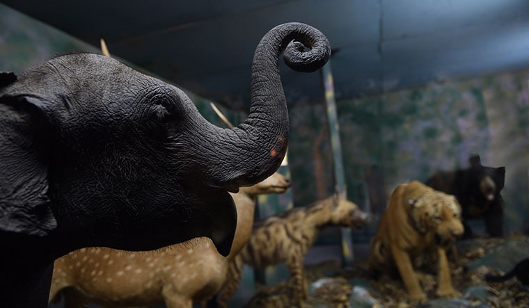 Life after death: Specimens from the Van Ingen collection at the Regional Museum of Natural History in Mysore | Bhanu Prakash Chandra