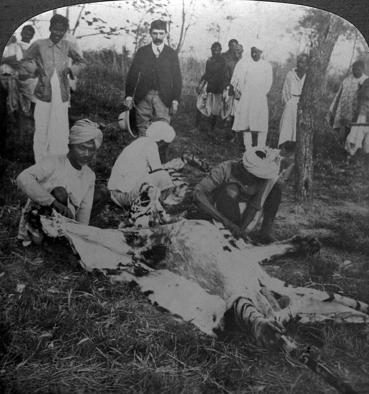 After the kill: The king of Cooch Behar (standing, wearing an all-white dress) looks on as his quarry is skinned | Getty Images