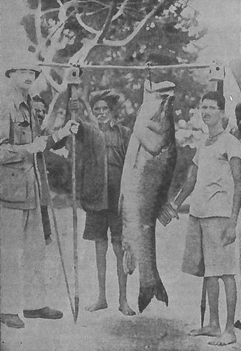 In 1946, DeWet Van Ingen set a world record by catching a 54kg mahseer from Kabani. Considered by anglers as the most challenging freshwater fish, mahseer has a local nickname―‘the tiger of the Cauvery’.