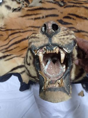 Slow death: A full-scale Van Ingen tiger mount can fetch crores of rupees, but a lot of such specimens are decaying | Special Arrangement