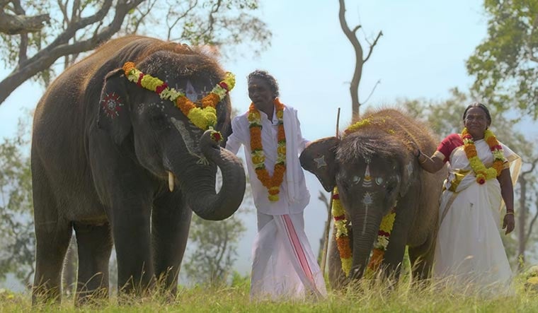 Love in the wild: A still from The Elephant Whisperers. Caring for Raghu and Ammu (elephants)brought Bomman and Bellie closer and they eventually tied the knot.