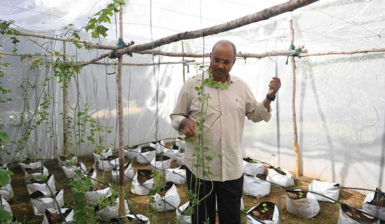 Changing habits: Rao says the loss of indigenous varieties means losing diversity in our food habits | Bhanu Prakash Chandra
