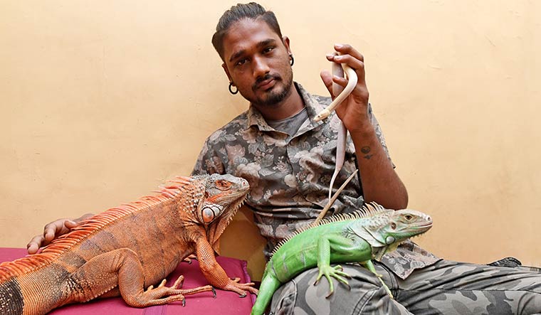 Sheldon D’Souza with his iguanas―Drago (orange) and Fenny (green)―and a ball python, Lucy, at his residence in Mumbai | Amey Mansabdar