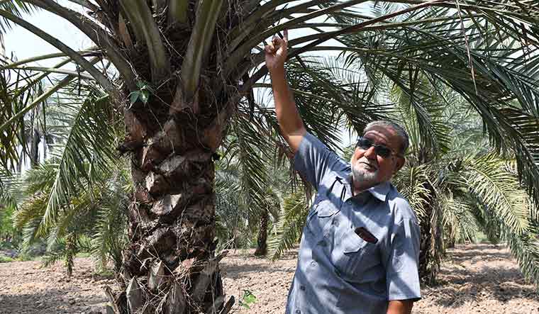 True to his roots: Hussain Dawood Turk with his date palms in Dhrub | Salil Bera