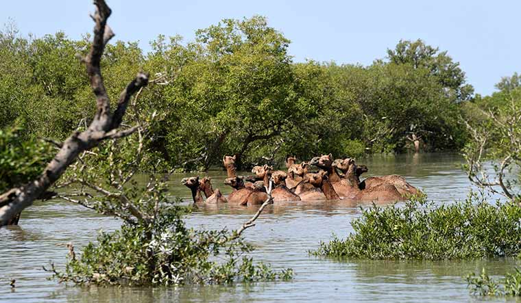 Water babies: Kharai camels take an afternoon dip | Salil Bera