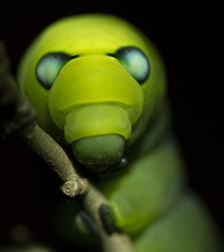 Green ghost: Caterpillar of an oleander hawk moth. Shot at home in Panvel, when Covid-19 stopped Aishwarya’s field trips