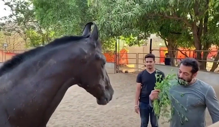 A video of Salman Khan shows him having breakfast with his horse, where he ends up eating the grass he is feeding his pet.