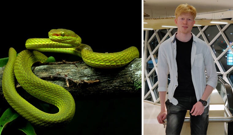 Snake-spotter: Zeeshan A. Mirza was the lead writer of the paper that described the Salazar Pit Viper (right) | Zeeshan A. Mirza