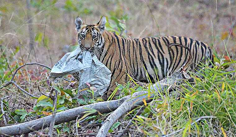 A tiger cub at the Tadoba-Andhari Tiger Reserve | Bapat Daksha