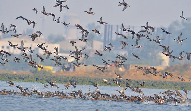 17-migratory-birds