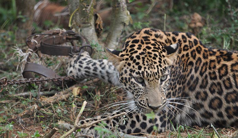 60-leopard