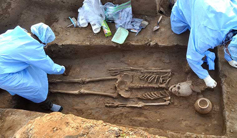 Bones to pick: Human skeletons dating back to the Harappan era, recovered from a burial mound at Rakhigarhi village in Hisar | AFP