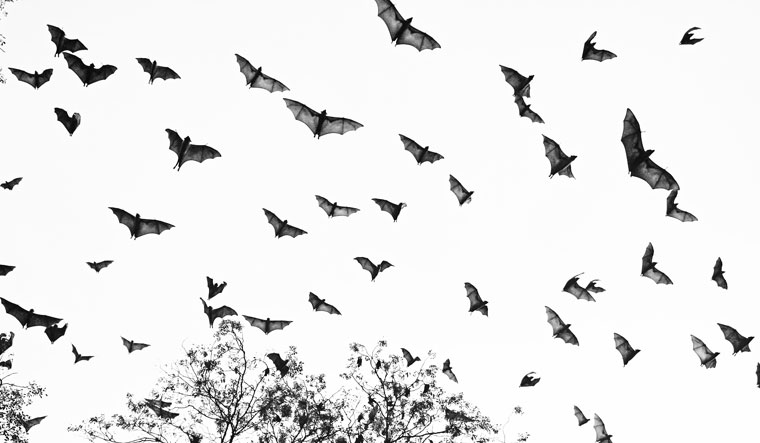 Frequent flyers: Indian flying fox, the largest bat in the country, is seen in groups in both rural and urban areas