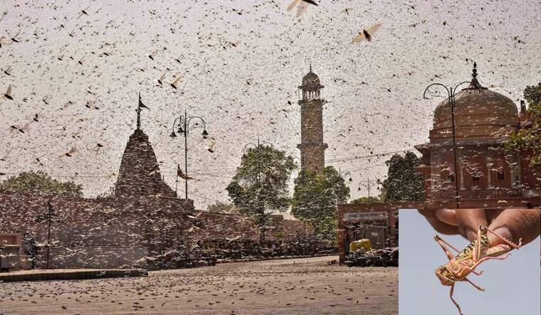 Pest, out of control A locust swarm in Jaipur on May 25 | Photos PTI