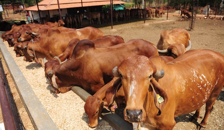 Economy’s animal spirits: A cow shelter at the Art of Living Foundation headquarters in Bengaluru | Bhanu Prakash Chandra