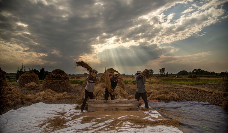 Harvest and hope: Farmers thresh paddy on the outskirts of Srinagar. The farm sector still supports 65 per cent of the labour force but accounts for less than 15 per cent of the GDP | AFP