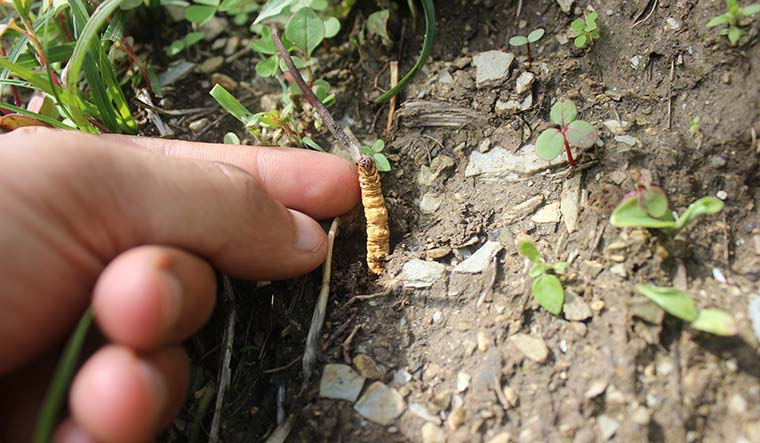 Cordyceps grow abundantly in the bugyals (alpine meadows) of Uttarakhand. In the fruiting season in spring, the mushroom pops out of the head of the exoskeleton of a dead caterpillar.