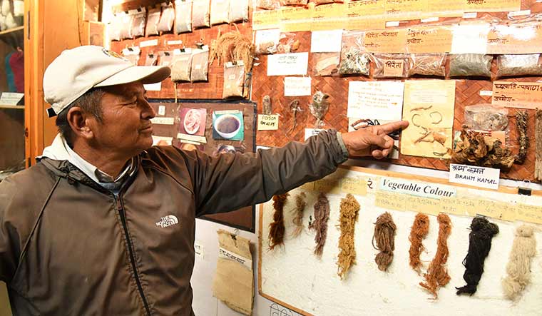 Herb spotting: Samples of cordyceps on display at the Tribal Heritage Museum in Munsiyari | Sanjay Ahlawat