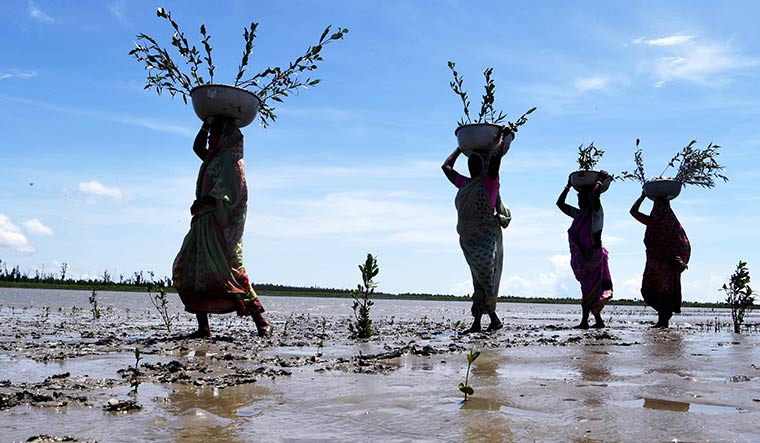 Reclaiming future: Women carrying mangroves to be planted on riverbeds in the Sundarbans.