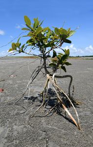A mangrove sapling growing on a riverbed on the delta.
