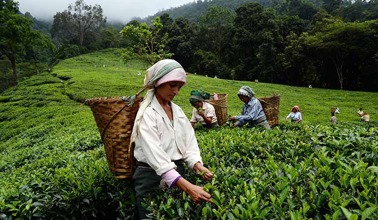 72-Workers-pluck-tea-leaves