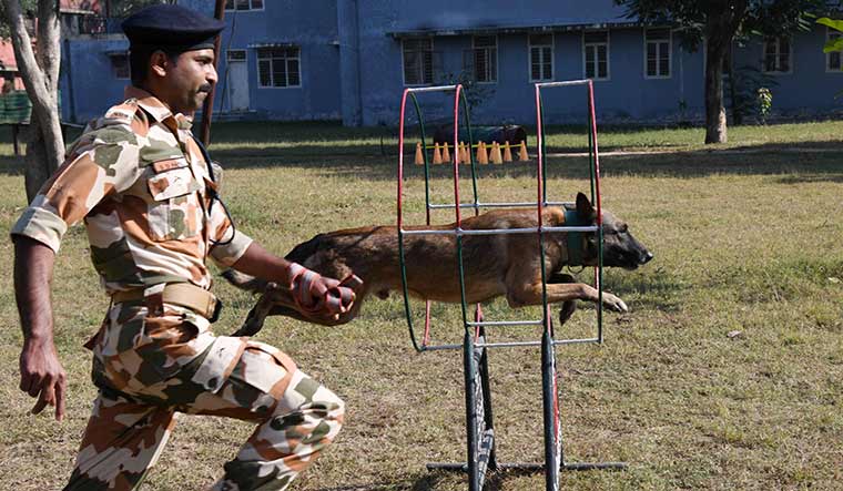 32-dog-handlers-training-their-dogs-1