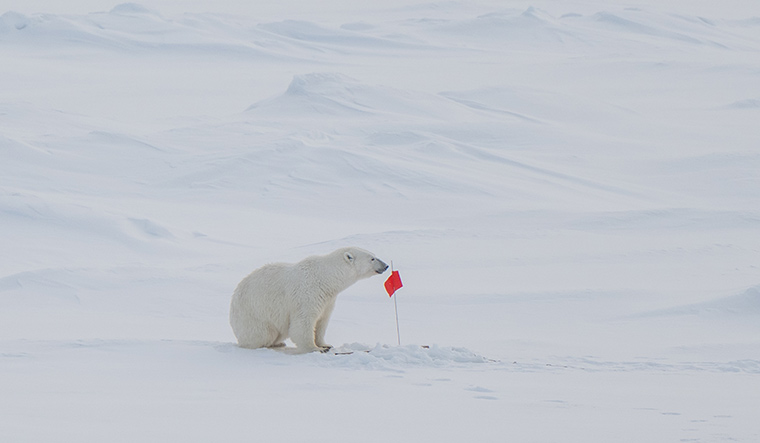 151-a-polar-bear-at-an-expedition-site