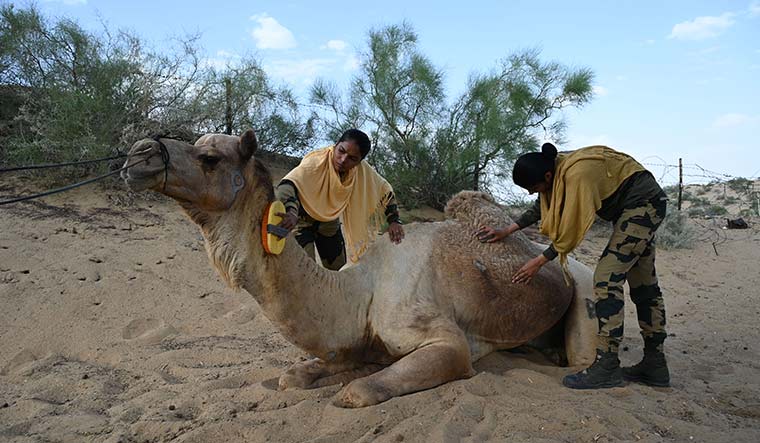 77-Women-jawans-grooming-a-camel