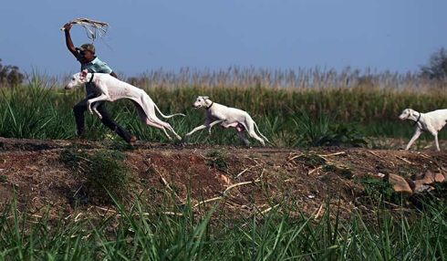 The mudhol hounds information clearance