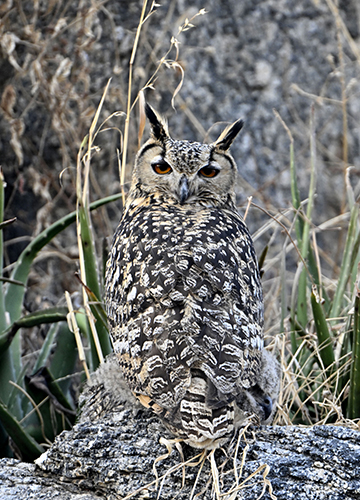Look who’s watching: An Indian eagle-owl at Bera.