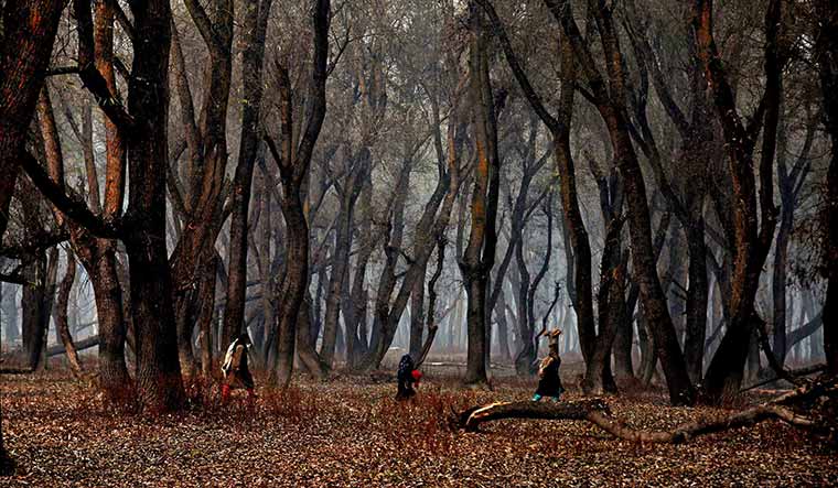 The woods are lovely..: Poplar trees from Kashmir are widely used in making pencils | Bilal Bhadur