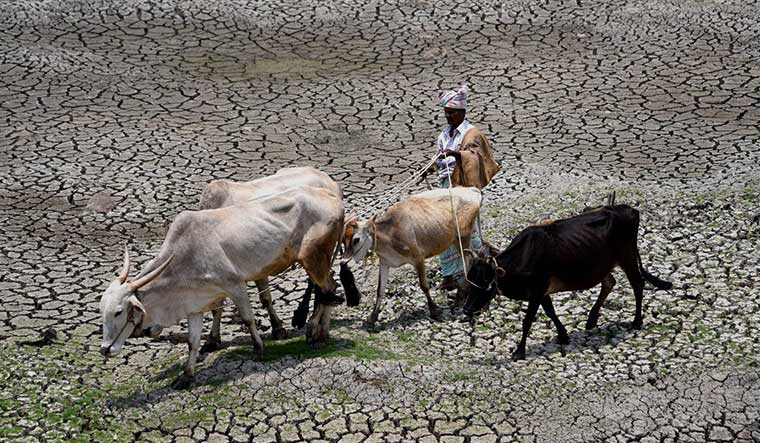 High and dry: A farmer with his cattle at a parched lake in Chikmagalur | PTI
