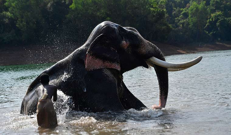 Soman, 82, is the oldest elephant in India | R.S. Gopan