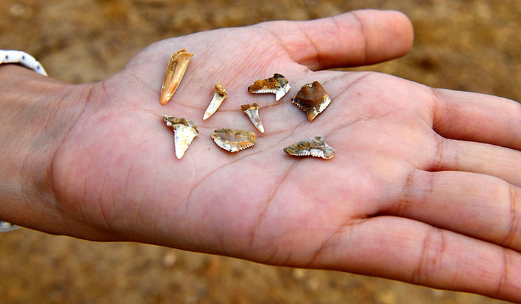 In parts of Jaisalmer, shark teeth (in pic) continues to be strewn around, casually jutting out of surface rocks. To an unsuspecting eye, they can be easily dismissed as pebbles or animal bones.