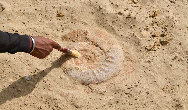 Evidence gathering: Fossilised ammonites (marine mollusc).