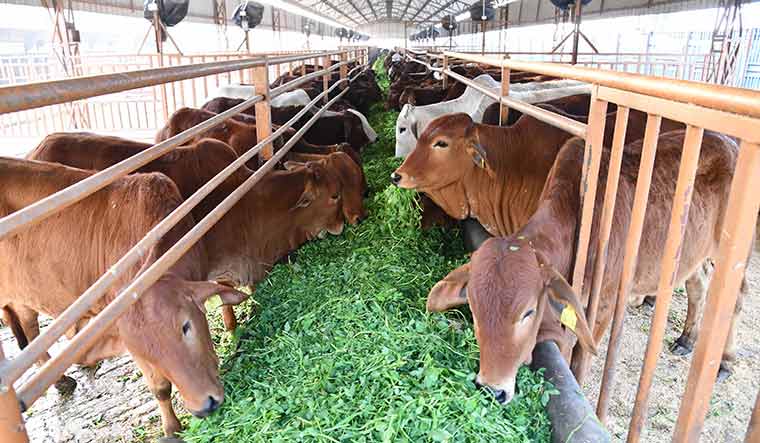 Divya Jyoti Jagriti Sansthan’s award-winning gaushala that houses over 900 Indian breed cows | Sanjay Ahlawat